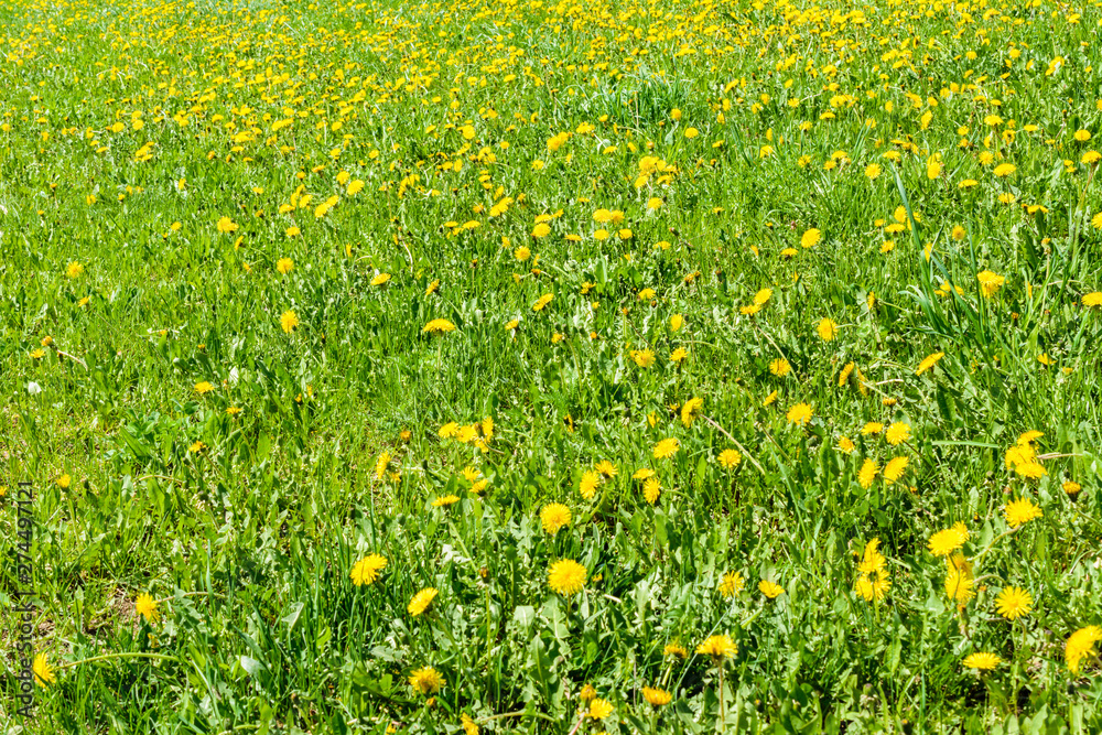 Glade of fresh dandelions on a sunny spring day. Flowering dandelions. Excellent background for the expression of spring mood.