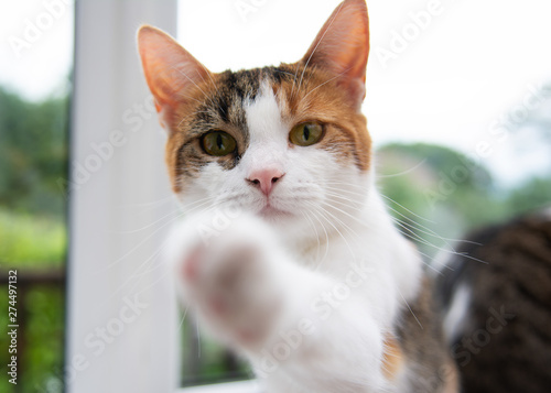 A Young cat looks at the camera whilst lifting a paw towards it