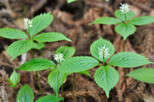 Wallpaper Mural ヒトリシズカ Torontodigital.ca