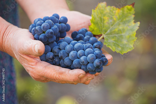 Blue sort of grapes in old woman hands