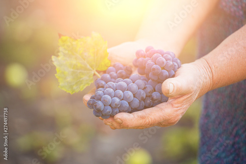 Blue sort of grapes in old woman hands