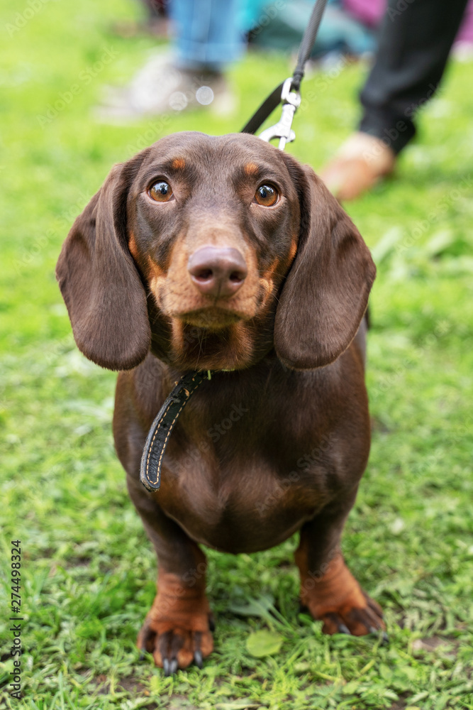 Portrait of a dachshund dog, dark red, with a collar, on a walk in the park, looking at the camera