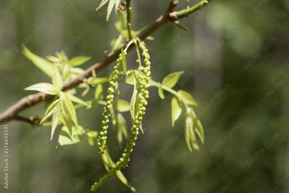 Flowers of a bitternut hickory, Carya cordiformis. Flowers of a bitternut hickory, Carya cordiformis.