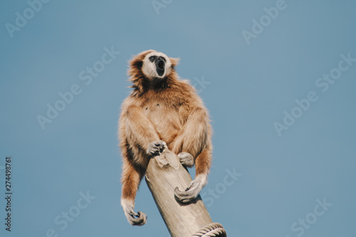 Gibbon with mouth wide open