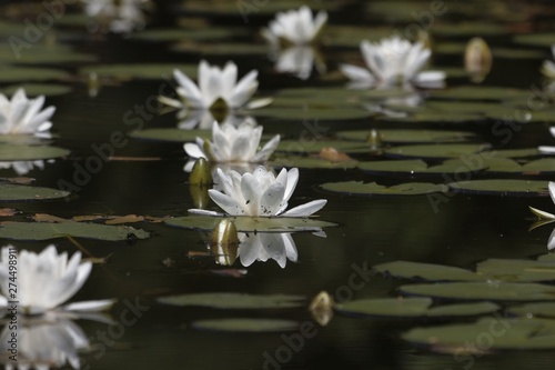 Flower of a wild European white water lily, Nymphaea alba