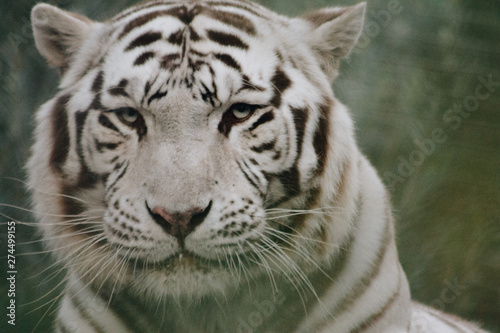 White tiger staring at camera