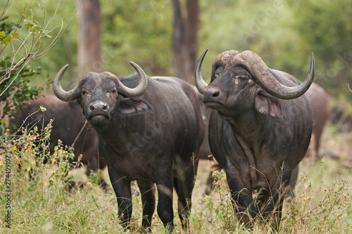 African buffalo  cape buffalo  syncerus caffer  Kruger national park