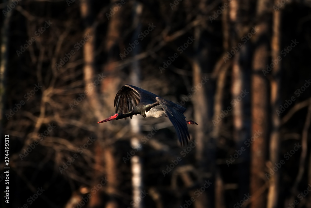 Fototapeta premium black stork, ciconia nigra, bohemia birds