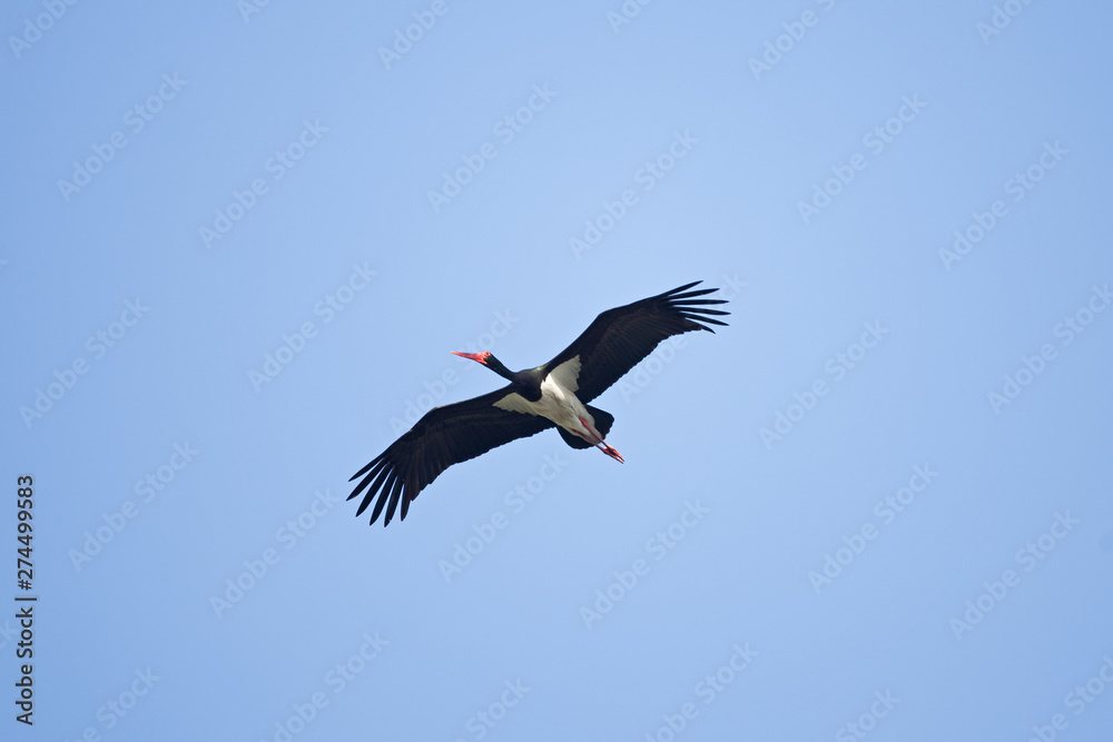 Naklejka premium black stork, ciconia nigra, bohemia birds
