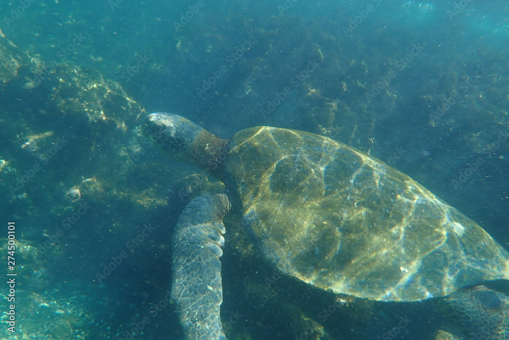 Naklejka premium tortuga marina, glápagos