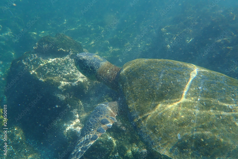 Naklejka premium tortuga marina, glápagos