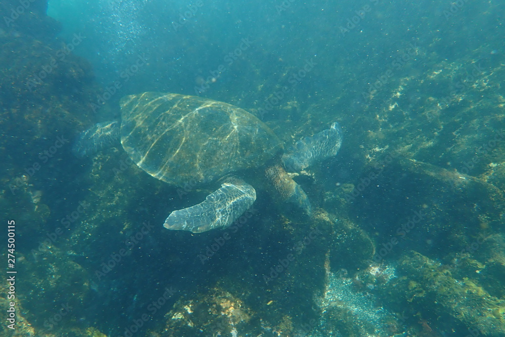 Fototapeta premium tortuga marina, glápagos