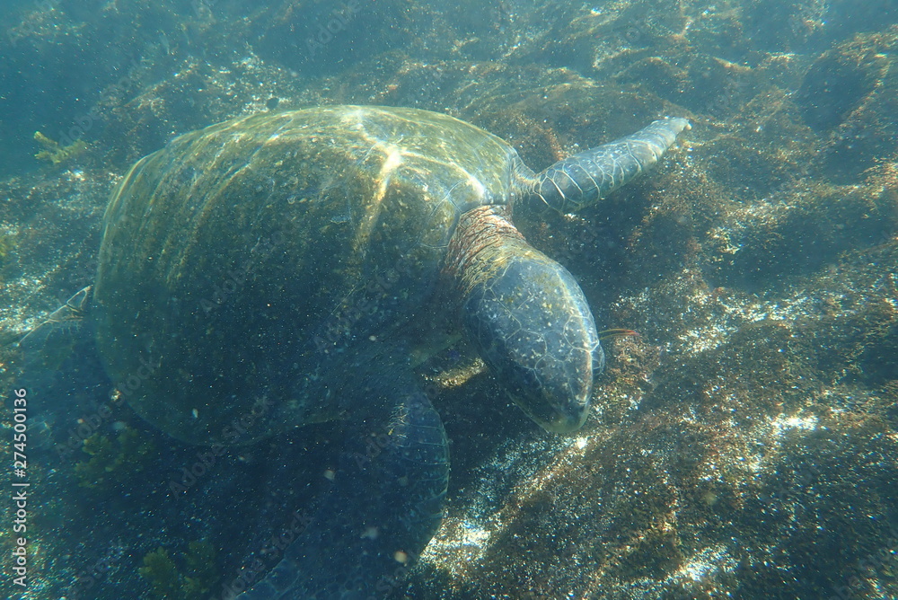 Fototapeta premium tortuga marina, glápagos