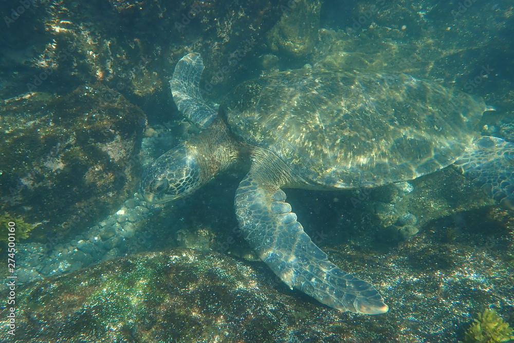 Fototapeta premium tortuga marina, glápagos