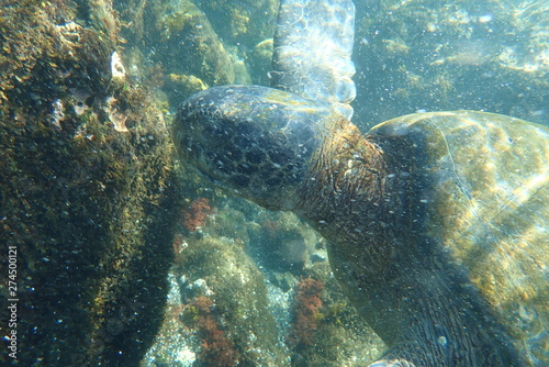 tortuga marina, glápagos