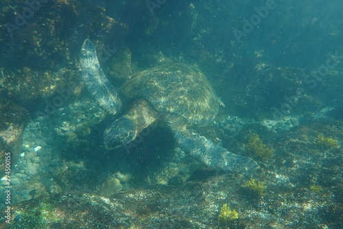 tortuga marina, glápagos