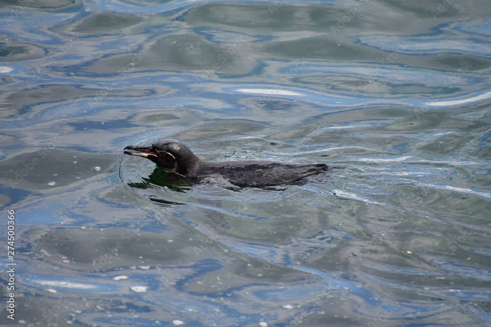 Fototapeta premium pingüino, Galápagos