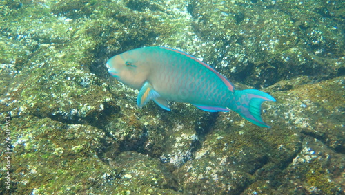 fotografía submarina, Galápagos