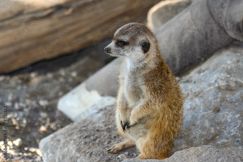 Fototapeta premium Meerkat