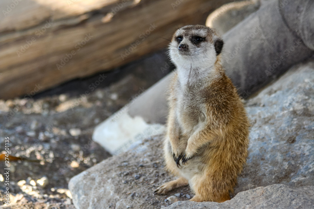 Fototapeta premium Meerkat
