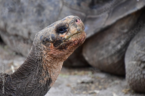 tortuga gigante, galápagos