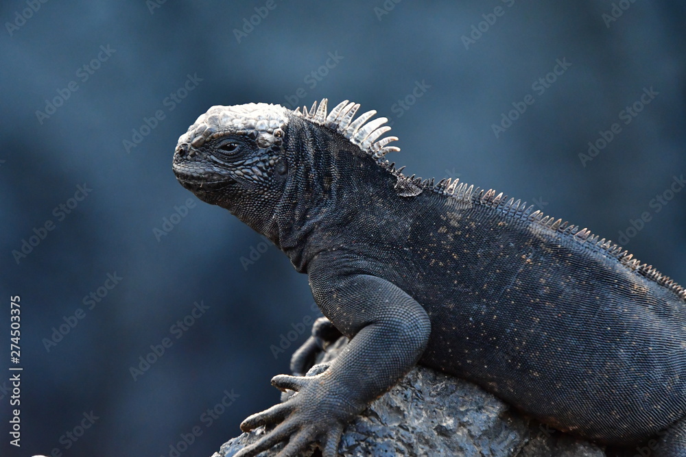 iguana marina, Galpagos iguana marina, Galpagos