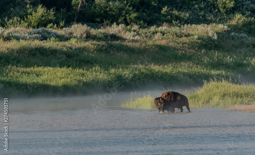 Bison Walks Into The LIttle Missouri River