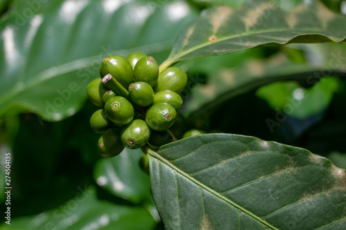 Coffee Plant