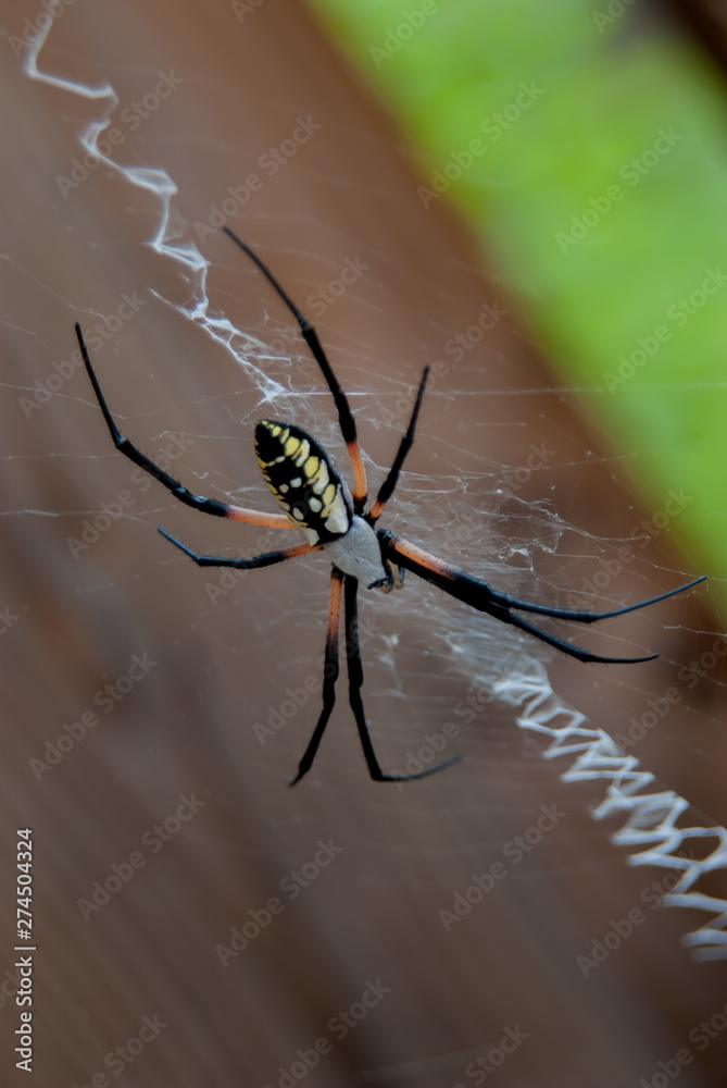 Black and Yellow Argiope Spider in Web Black and Yellow Argiope Spider in Web