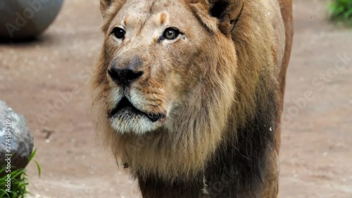 This epic close up video shows a male lion roaring into the camera.