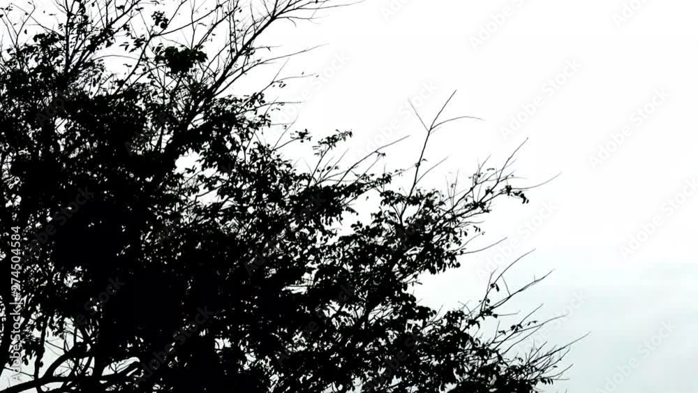 Silhouette of leaf and branch of tree in the wind isolate. background for Organic and natural concept