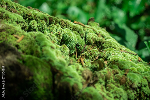 Magic Moss