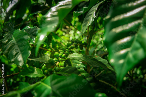 Coffee Grain