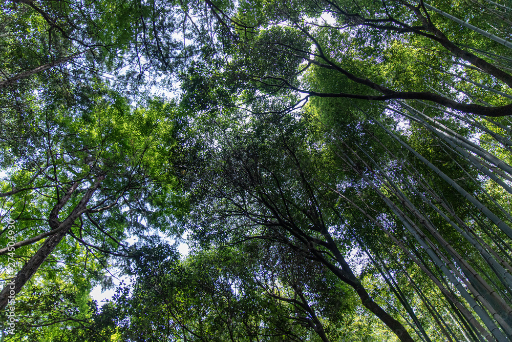Fototapeta premium Bamboo Forest