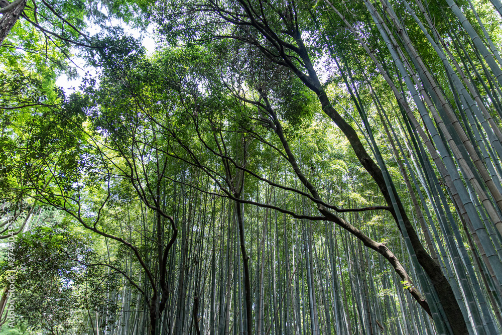 Fototapeta premium Bamboo Forest