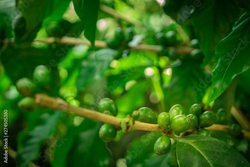 Green Coffee