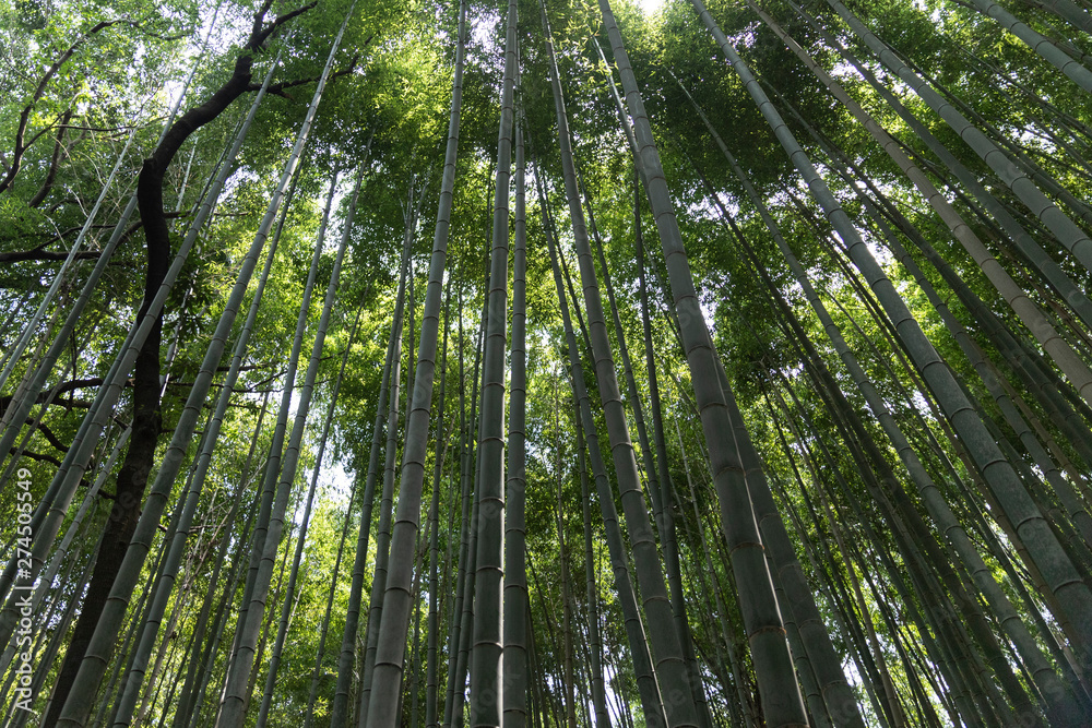 Bamboo Forest