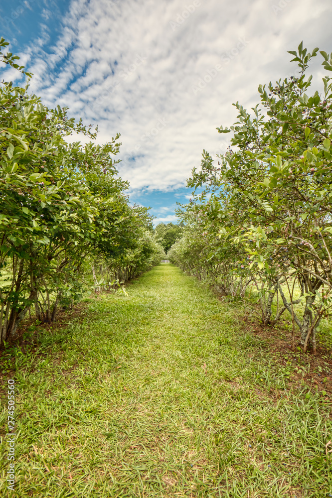 Between the rows of bushes on a blueberry farm. Between the rows of bushes on a blueberry farm.
