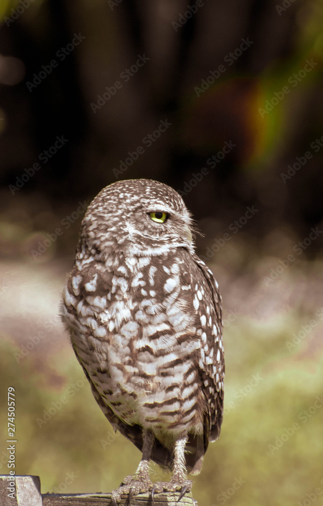 Fototapeta premium owl