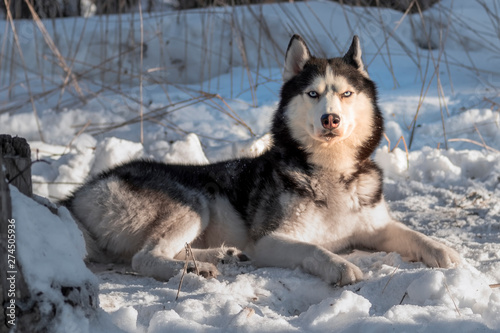 Siberian husky dog lie on the snow on a clear Sunny day.