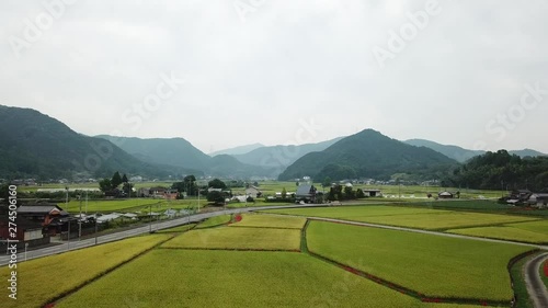 一面の稲穂。秋の田んぼ。彼岸花。空撮。上昇して全景。v08 photo