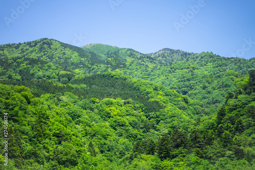 Bright green mountains with trees on a bright sky