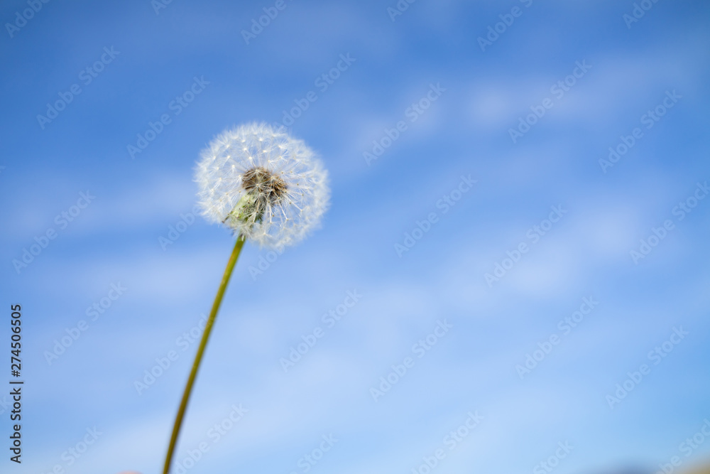 Happy Dandelion in the blue sky in the morning