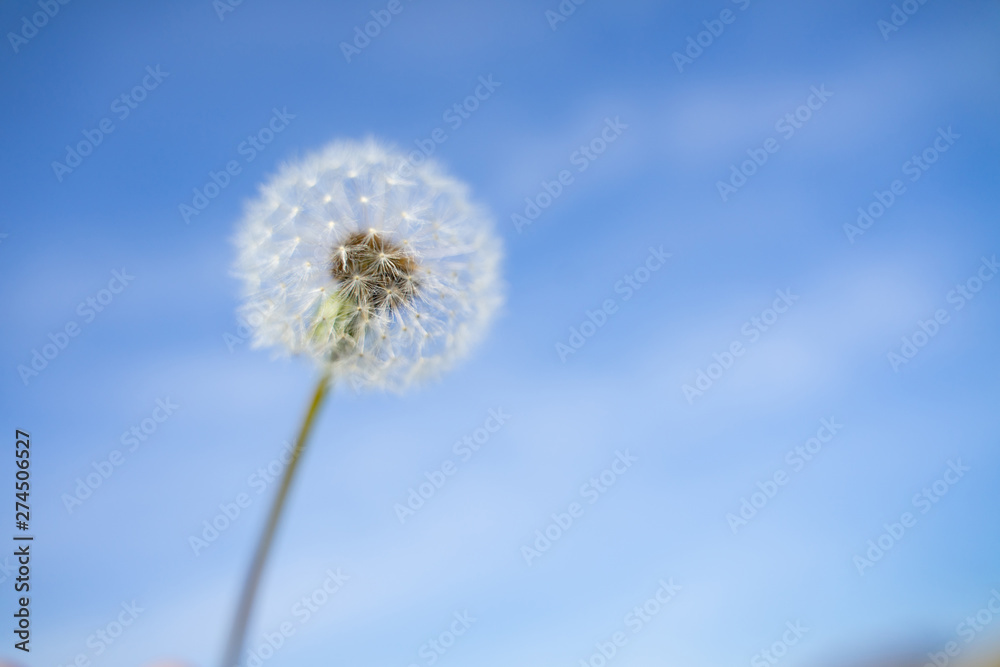 Happy Dandelion in the blue sky in the morning