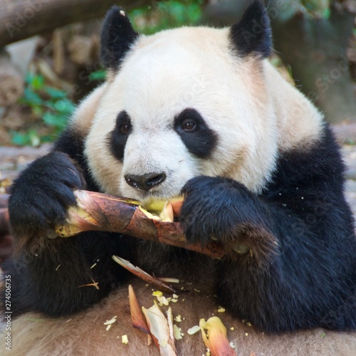 Giant panda eating bamboo in sanctuary in Chengdu  China