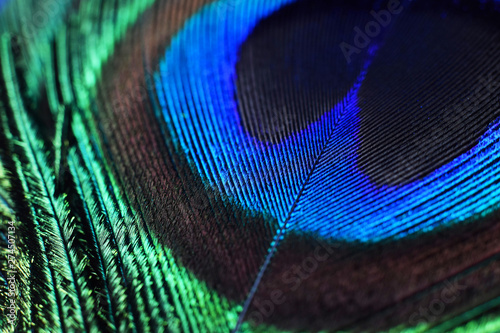 macro photo of a green peacock feather