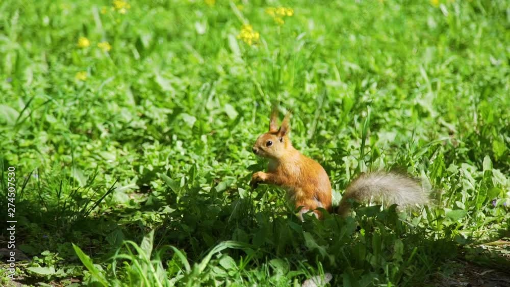 Cute Red Squirrel Sitting on a Grass and Eating a Nut in a Parkin Sunny Spring Day. Slow Motion. Nature and Wildlife Concept Cute Red Squirrel Sitting on a Grass and Eating a Nut in a Parkin Sunny Spring Day. Slow Motion. Nature and Wildlife Concept