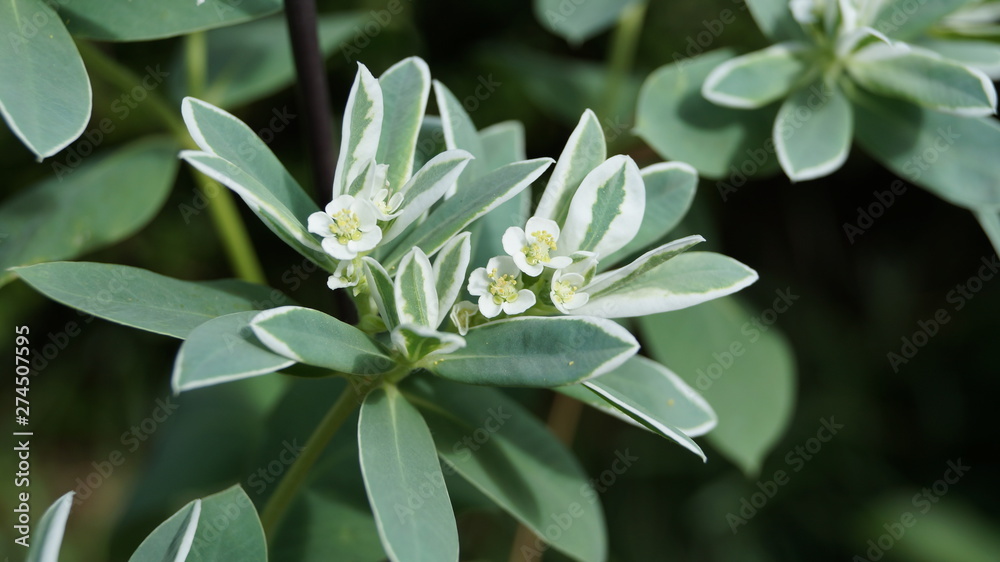Euphorbia marginata ( Snow on the mountain ) Euphorbia marginata ( Snow on the mountain )