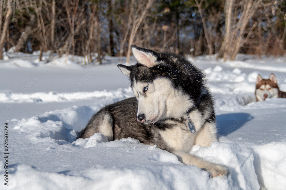 Husky dog lying in the snow. 
