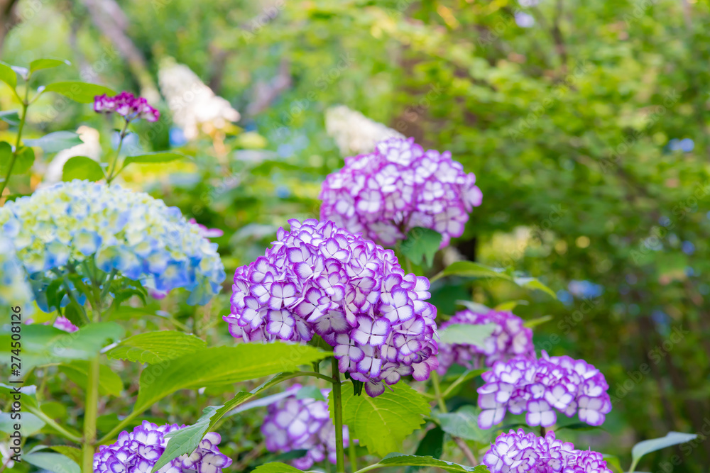 神奈川県鎌倉市　明月院のアジサイ　明月ブルー